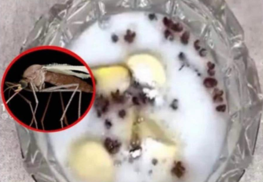 KOMARCI I MUHE BJEŽE I NE VRAĆAJU SE: Pomiješajte Sirće + OVE SASTOJKE – ISTE SEKUNDE ĆE NESTATI