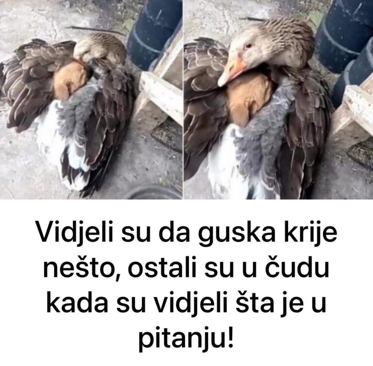 Vidjeli su da guska krije nešto, ostali su u čudu kada su vidjeli šta je u pitanju!