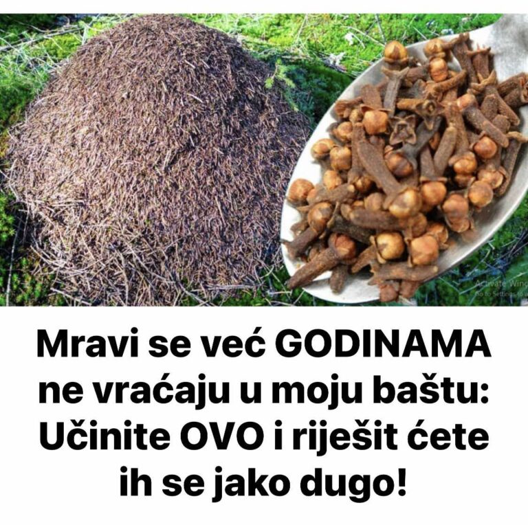 Mravi se već GODINAMA ne vraćaju u moju baštu: Učinite OVO i riješit ćete ih se jako dugo!