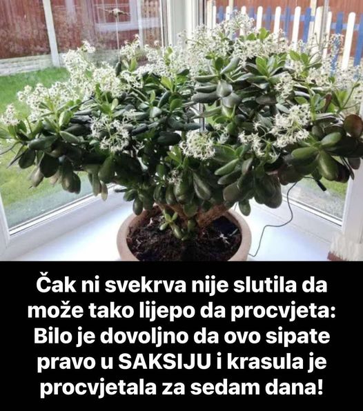 Čak ni svekrva nije slutila da može tako lijepo da procvjeta: Bilo je dovoljno da ovo sipate pravo u SAKSIJU i krasula je procvjetala za sedam dana!