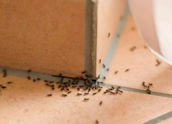 MRAVI NE PODNOSE OVAJ MIRIS! Stavite samo jednu kesicu ovog čaja i rešćete se napasti