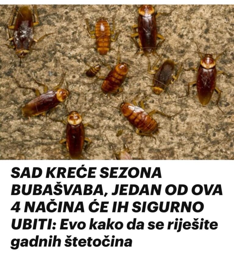 SAD KREĆE SEZONA BUBAŠVABA, JEDAN OD OVA 4 NAČINA ĆE IH SIGURNO UBITI: Evo kako da se riješite gadnih štetočina