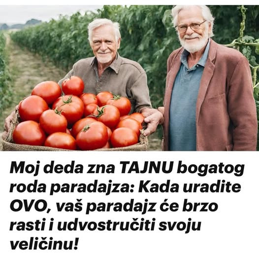 M0J deda zna TAJNU B0GAT0G R0DA paradajza: Kada uradite 0V0, vaš paradajz će brzo rasti i UDV0STRUČITI svoju veličinu!