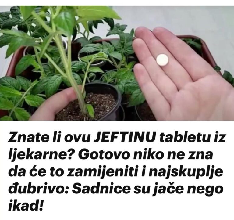 Znate li ovu JEFTINU tabletu iz ljekarne? Gotovo niko ne zna da će to zamijeniti i najskuplje đubrivo: Sadnice su jače nego ikad!