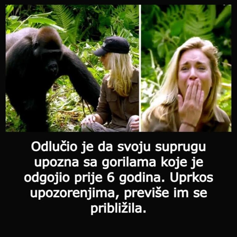 Odlučio je da svoju suprugu upozna sa gorilama koje je odgojio prije 6 godina. Uprkos upozorenjima, previše im se približila!