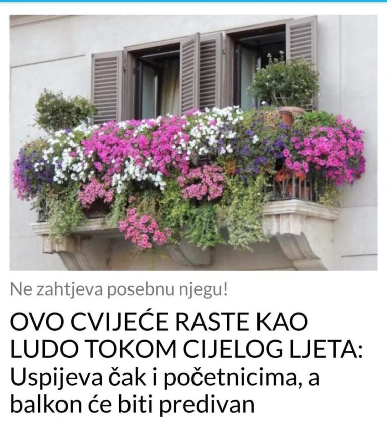 OVO CVIJEĆE RASTE KAO LUDO TOKOM CIJELOG LJETA: Uspijeva čak i početnicima, a balkon će biti predivan