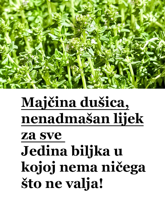 Majčina dušica, nenadmašan lijek za sve: Jedina biljka u kojoj nema ničega što ne valja!