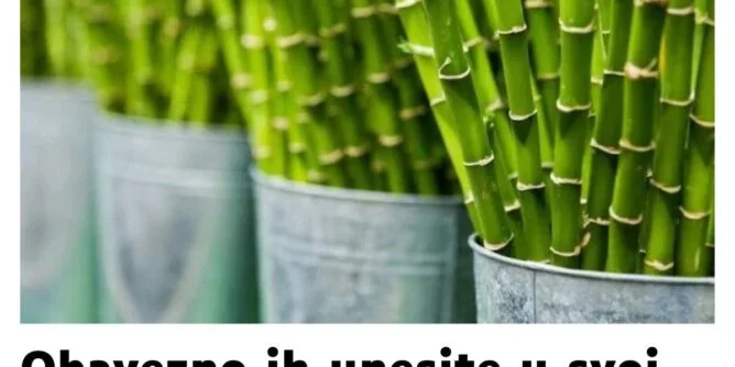 Obavezno ih unesite u svoj dom u Novoj godini: Ove tri magične biljke privlače ljubav, novac i sreću