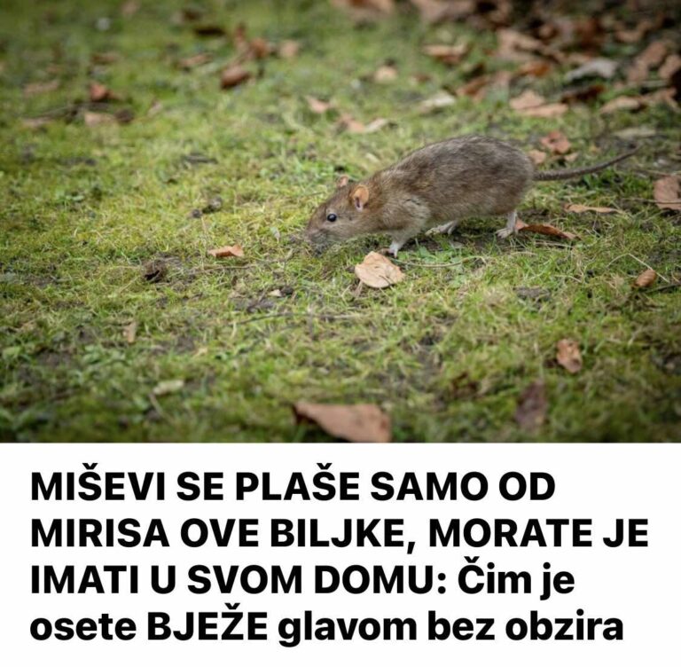 MIŠEVI SE PLAŠE SAMO OD MIRISA OVE BILJKE, MORATE JE IMATI U SVOM DOMU: Čim je osete BJEŽE glavom bez obzira