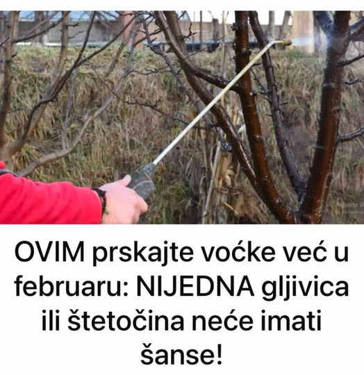 OVIM prskajte voćke već u februaru: NIJEDNA gljivica ili štetočina neće imati šanse!