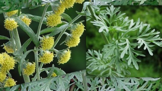 NAJBOLJI PRIJATELJ PROBAVE I UBOJICA PARAZITA: Nećete vjerovati za što je sve dobra ova drevna biljka!