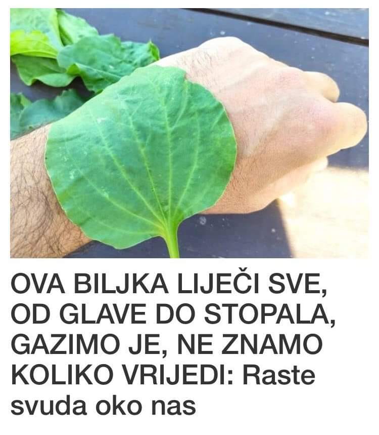 OVA BILJKA LIJEČI SVE, OD GLAVE DO STOPALA, GAZIMO JE, NE ZNAMO KOLIKO VRIJEDI: Raste svuda oko nas