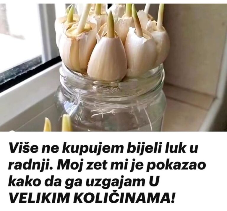 Više ne kupujem bijeli luk u radnji. Moj zet mi je pokazao kako da ga uzgajam U VELIKIM KOLIČINAMA!