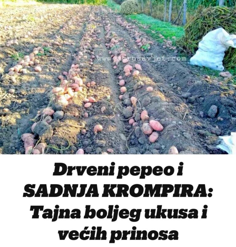 Drveni pepeo i SADNJA KROMPIRA: Tajna boljeg ukusa i većih prinosa