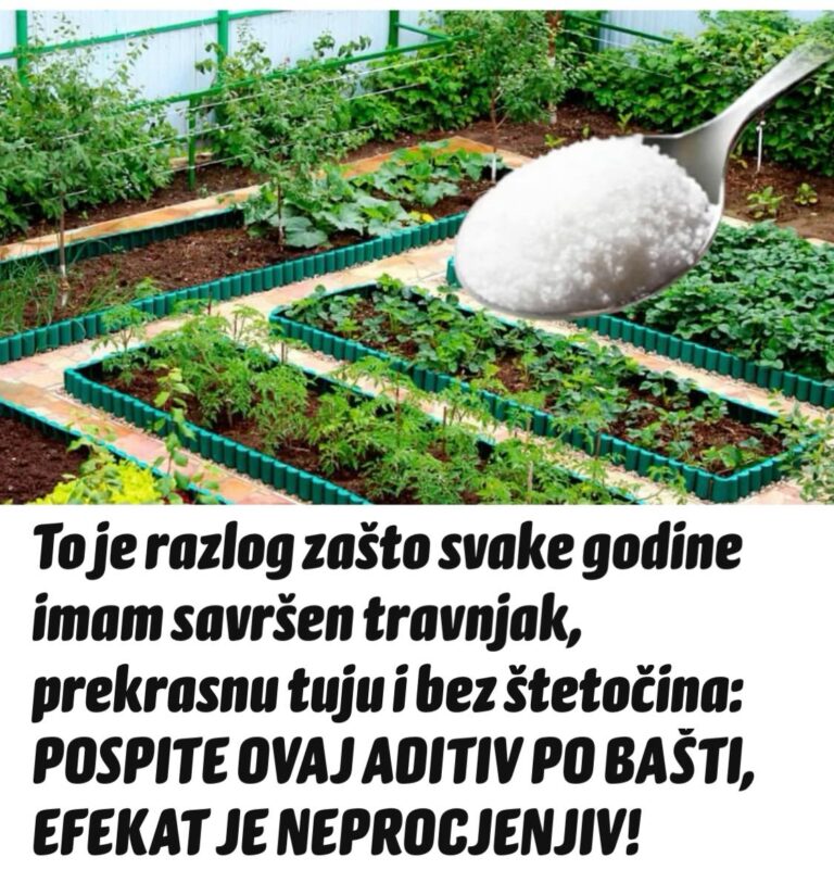 To je razlog zašto svake godine imam savršen travnjak, prekrasnu tuju i bez štetočina: POSPITE OVAJ ADITIV PO BAŠTI, EFEKAT JE NEPROCJENJIV!