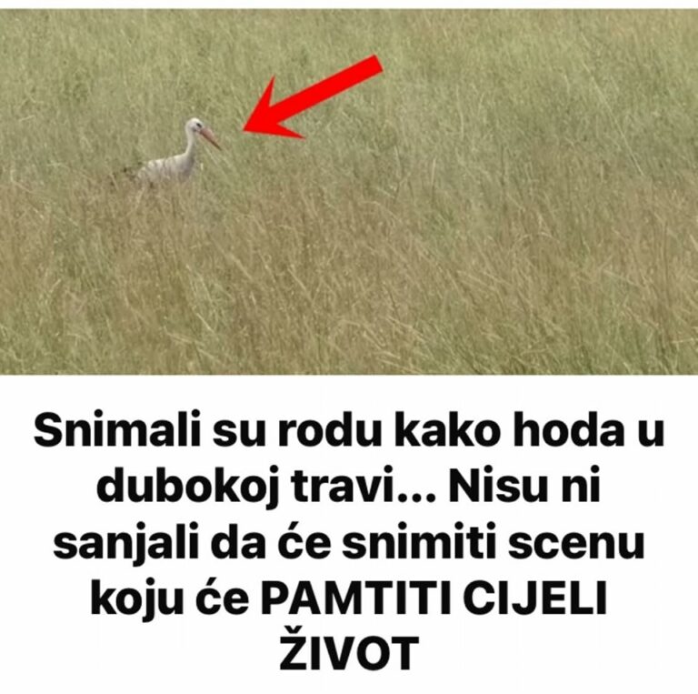 Snimali su rodu kako hoda u dubokoj travi… Nisu ni sanjali da će snimiti scenu koju će PAMTITI CIJELI ŽIVOT