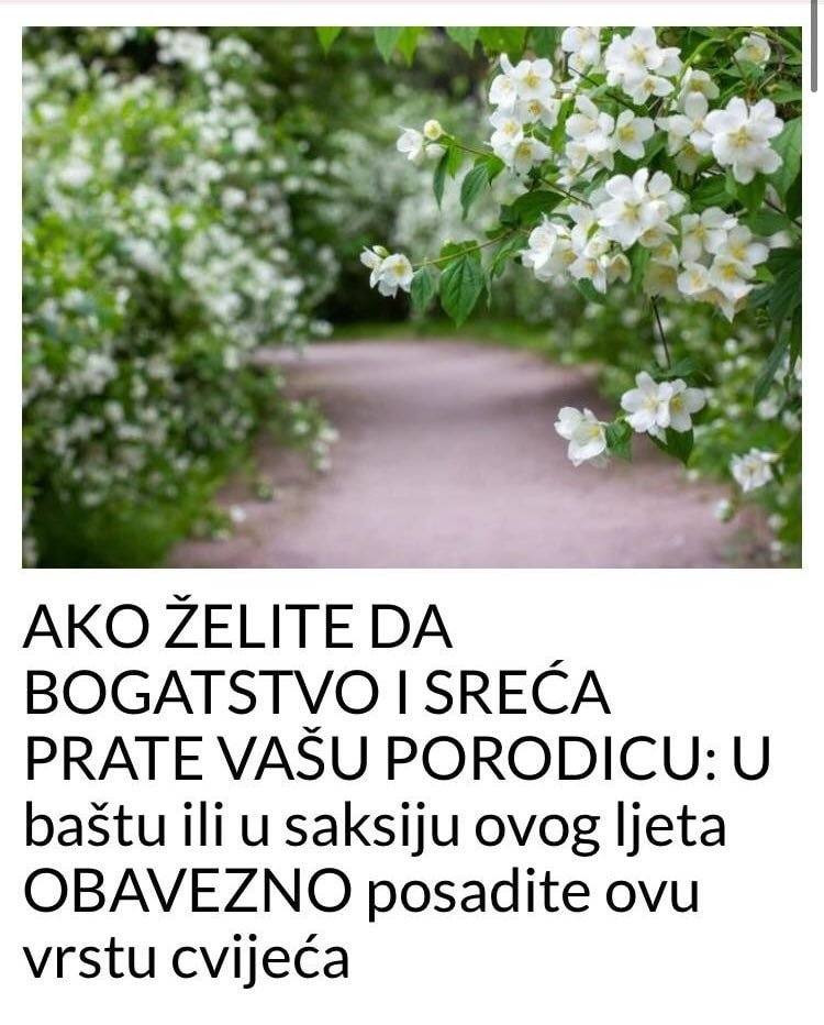 Ako želite da vas u porodici prati bogatstvo i sreća, svakako u vrtu ili saksiji posadite ovaj cvijet