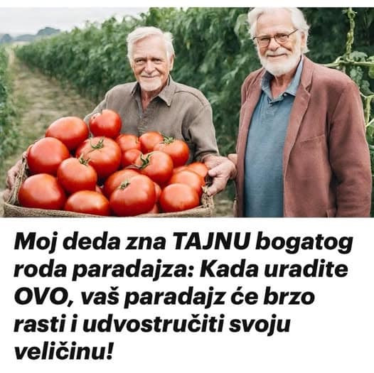M0J deda zna TAJNU B0GAT0G R0DA paradajza: Kada uradite 0V0, vaš paradajz će brzo rasti i UDV0STRUČITI svoju veličinu!
