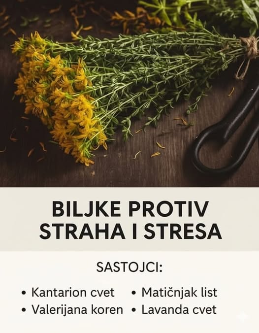 🌿 Otkrijte Moć Prirode: Tajna Biljaka Koje Dokazano Ublažavaju Strah, Anksioznost i Stres, Vraćajući Mir i Ravnotežu Vašem Životu