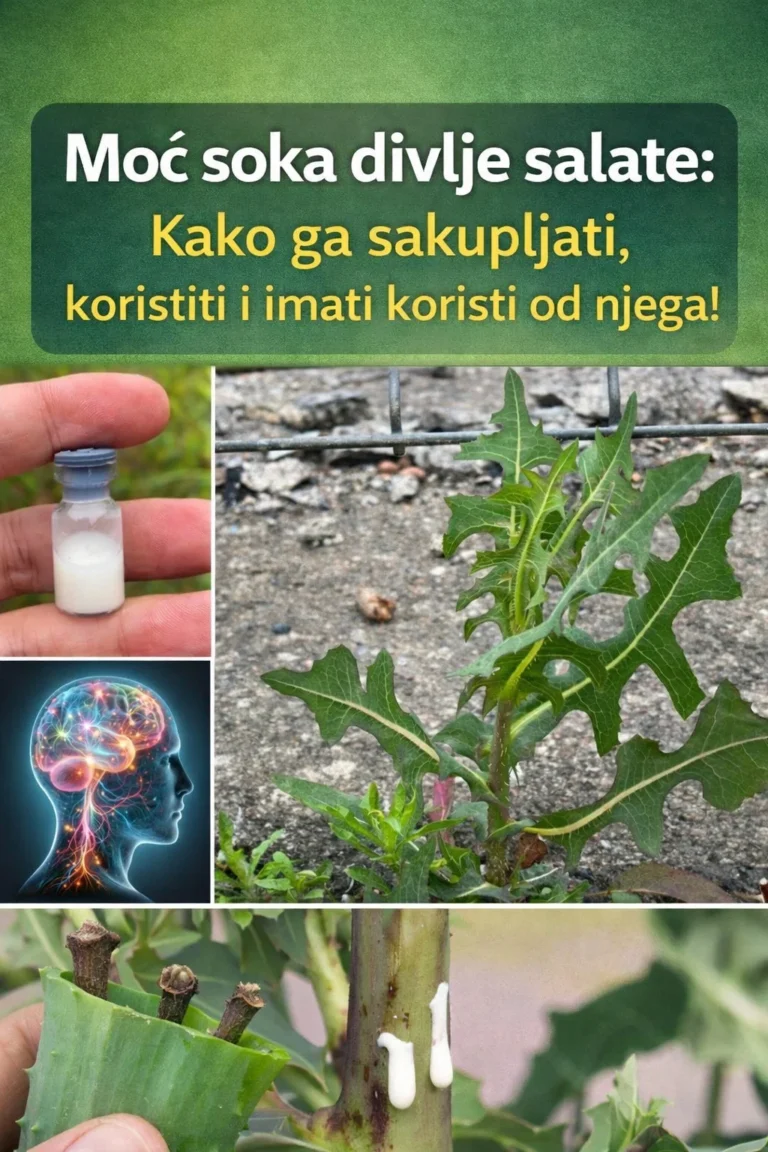 Moć soka divlje salate: Kako ga sakupljati, koristiti i imati koristi od njega