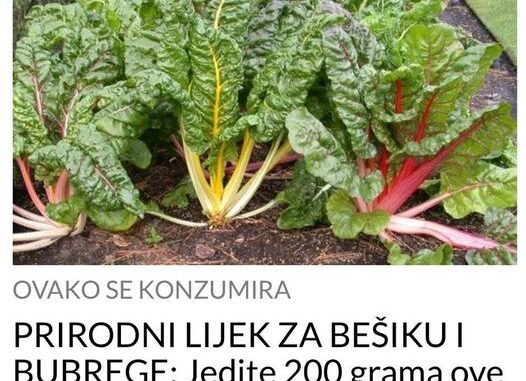 PRIRODNI LIJEK ZA BEŠIKU I BUBREGE: Jedite 200 Grama ove biljke dnevno, bolja je od bilo kojeg antibiotika