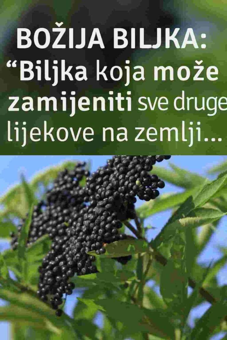 HIPOKRAT: ‘Ova Božja biljka može da zameni sve lekove – KORISTITE JE ŠTO VIŠE MOŽETE!’
