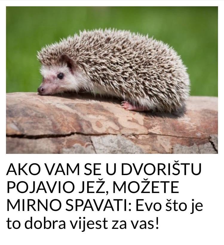 AKO VAM SE U DVORIŠTU POJAVIO JEŽ, MOŽETE MIRNO SPAVATI: Evo što je to dobra vijest za vas!