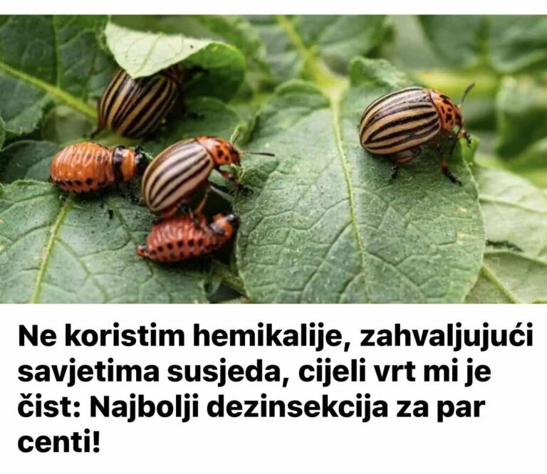 Ne koristim hemikalije, zahvaljujući savjetima susjeda, cijeli vrt mi je čist: Najbolji dezinsekcija za par centi!