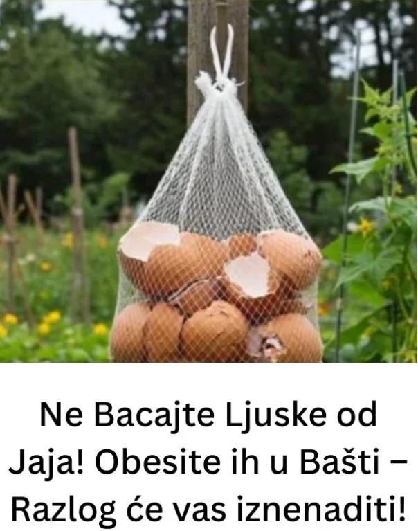 Ne Bacajte Ljuske od Jaja! Obesite ih u Bašti – Razlog će vas iznenaditi!