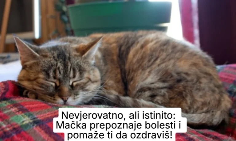Nevjerovatno, ali istinito: Mačka prepoznaje bolesti i pomaže ti da ozdraviš!