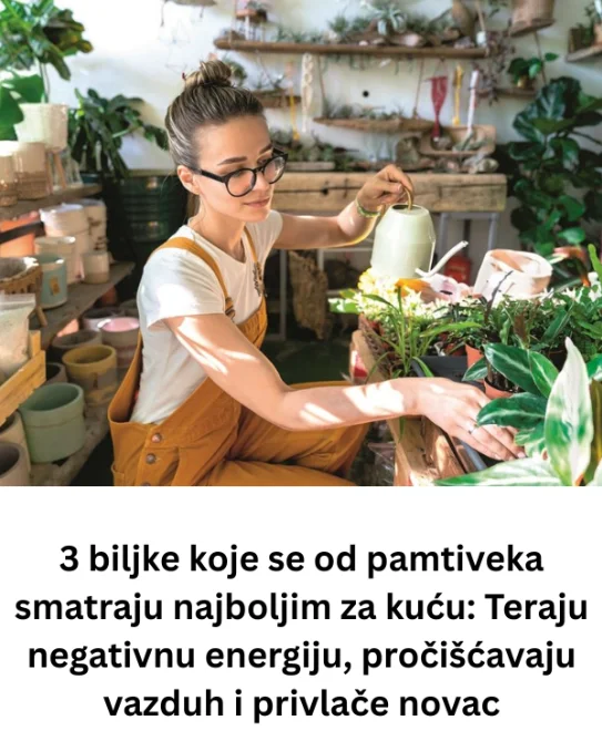 3 biljke koje se od pamtiveka smatraju najboljim za kuću: Teraju negativnu energiju, pročišćavaju vazduh i privlače novac