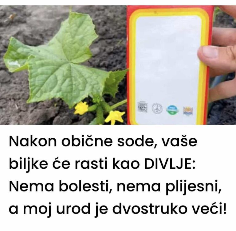 Nakon obične sode, vaše biljke će rasti kao DIVLJE: Nema bolesti, nema plijesni, a moj urod je dvostruko veći!