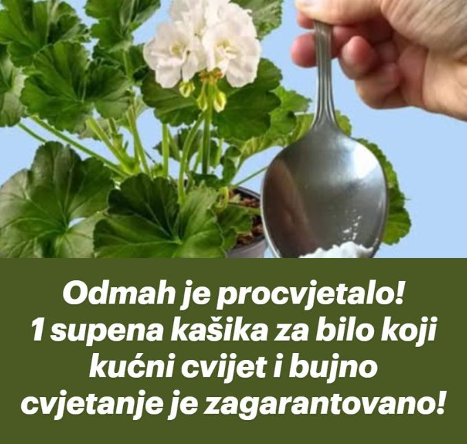 Odmah je procvjetalo! 1 supena kašika za bilo koji kućni cvijet i bujno cvjetanje je zagarantovano!