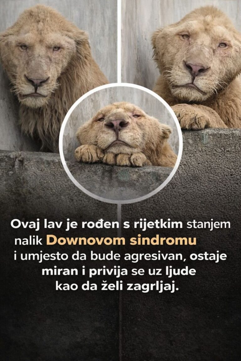 OVAJ LAV NIJE KAO OSTALI: Kada vidiš s kim se druži – ostat ćeš bez riječi! 😳🦁