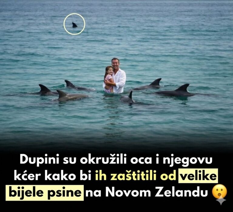 OKRUŽILI SU IH I NISU DALI DA ODU: Kad su shvatili zašto – bilo je prekasno za bijeg! 😱🐬🦈
