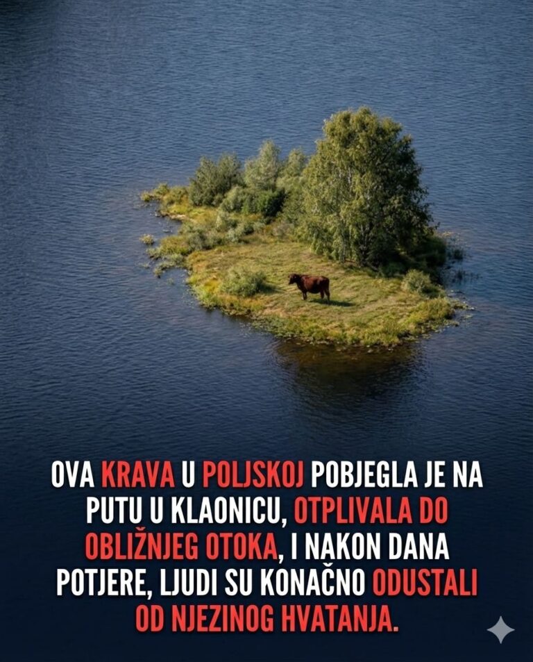 KRENULA JE U KLAONICU… A ONDA URADILA NEŠTO ŠTO NIKO NIJE OČEKIVAO! 😳🐄