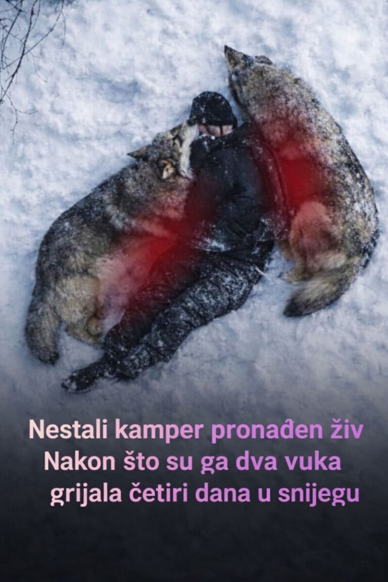 MISLILI SU DA JE MRTAV… A ONDA SU VIDJELI VUKOVE: Ono što su radili ostavilo je spasioce u šoku! 😳🐺❄️