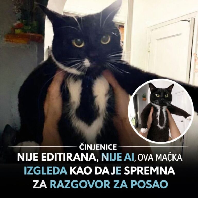 LJUDI MISLE DA JE FOTOŠOP: Kada su vidjeli ovog mačka – ostali su u šoku! 😳🐱