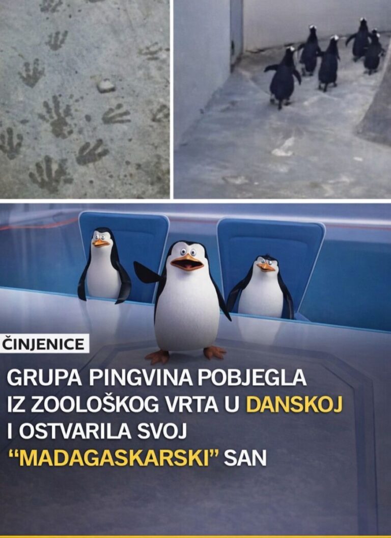 PINGVINI POBJEGLI IZ ZOOLOŠKOG VRTA? Ono što su uradili na kraju nasmijalo je cijeli internet! 😂🐧