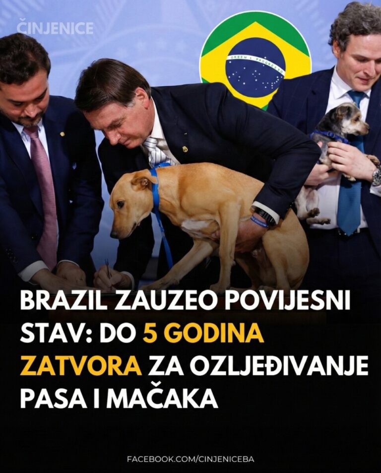 ZEMLJA KOJA JE REKLA „DOSTA”: Nova pravila donose stroge kazne za zlostavljanje životinja i šalju jasnu poruku svijetu