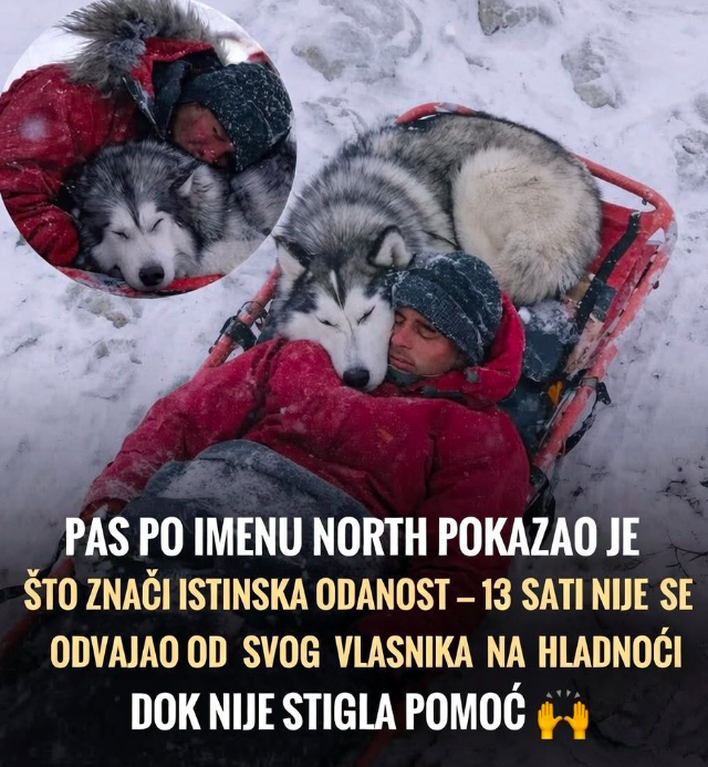 🚨 Pao 150 metara u ledenu smrt… Ono što je njegov pas radio 13 SATI promijenilo je sve