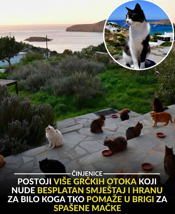 Nude BESPLATNU kuću uz more… ali postoji jedan uslov koji mnogi ne mogu ispuniti 😳