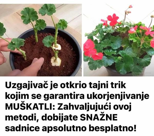 Uzgajivač je otkrio tajni trik kojim se garantira ukorjenjivanje MUŠKATLI: Zahvaljujući ovoj metodi, dobijate SNAŽNE sadnice apsolutno besplatno!