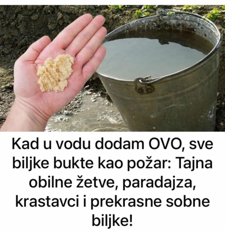 Kad uvodu dodam OVO, sve biljke bukte kao požar: Tajna obilne žetve, paradajza, krastavci i prekrasne sobne biljke!