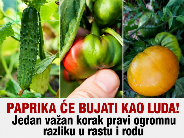 PAPRIKA ĆE BUJATI KAO LUDA! Jedan važan korak pravi ogromnu razliku u rastu i rodu
