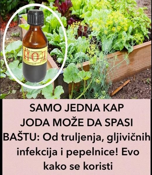 SAMO JEDNA KAP JODA MOŽE DA SPASI BAŠTU: Od truljenja, gljivičnih infekcija i pepelnice! Evo kako se koristi