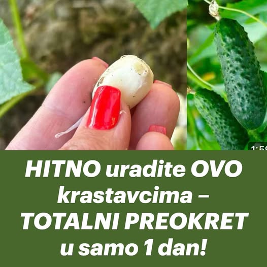 HITNO uradite OVO krastavcima – TOTALNI PREOKRET u samo 1 dan!