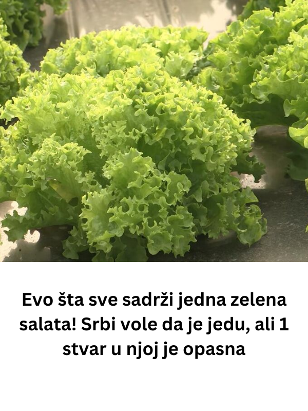 Evo šta sve sadrži jedna zelena salata! Srbi vole da je jedu, ali 1 stvar u njoj je opasna