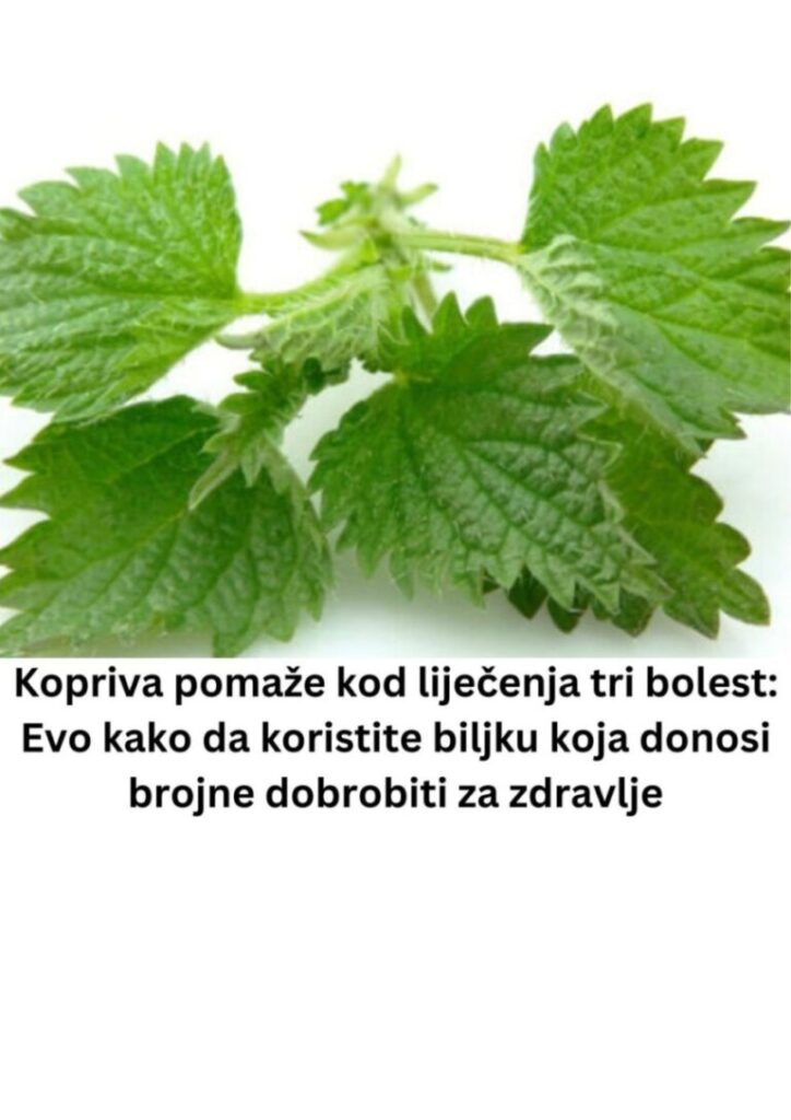 Kopriva pomaže kod liječenja tri bolest: Evo kako da koristite biljku koja donosi brojne dobrobiti za zdravlje