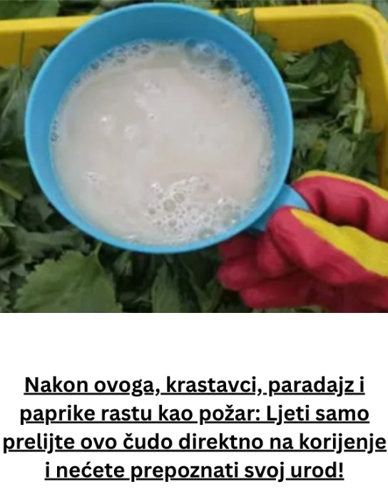 Nakon ovoga, krastavci, paradajz i paprike rastu kao požar: Ljeti samo prelijte ovo čudo direktno na korijenje i nećete prepoznati svoj urod!